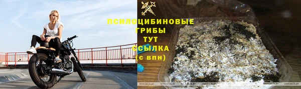 прущие грибы Бородино